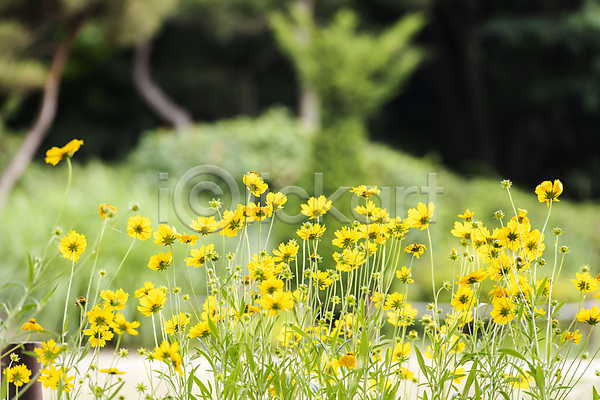 사람없음 JPG 아웃포커스 포토 금계국 꽃밭 야외 여러송이 여름꽃 자연 주간 풍경(경치)