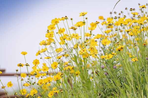 사람없음 JPG 아웃포커스 포토 금계국 꽃밭 야외 여름꽃 자연 주간 풍경(경치) 하늘