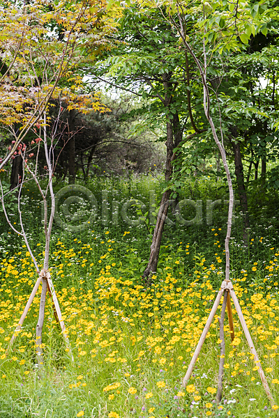 사람없음 JPG 포토 금계국 꽃밭 나무 야외 여름꽃 자연 주간 풀(식물) 풍경(경치)