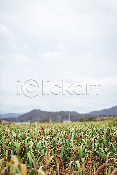 사람없음 JPG 포토 가을(계절) 가을풍경 구름(자연) 농작물 농촌 밭 산 시골 야외 여주(지역) 조 주간 차조 하늘