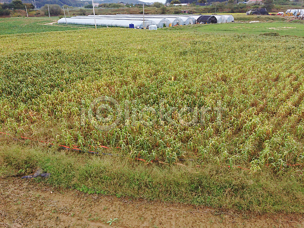 사람없음 JPG 포토 항공촬영 가을(계절) 가을풍경 농작물 농촌 밭 비닐하우스 시골 야외 여주(지역) 조 주간 차조