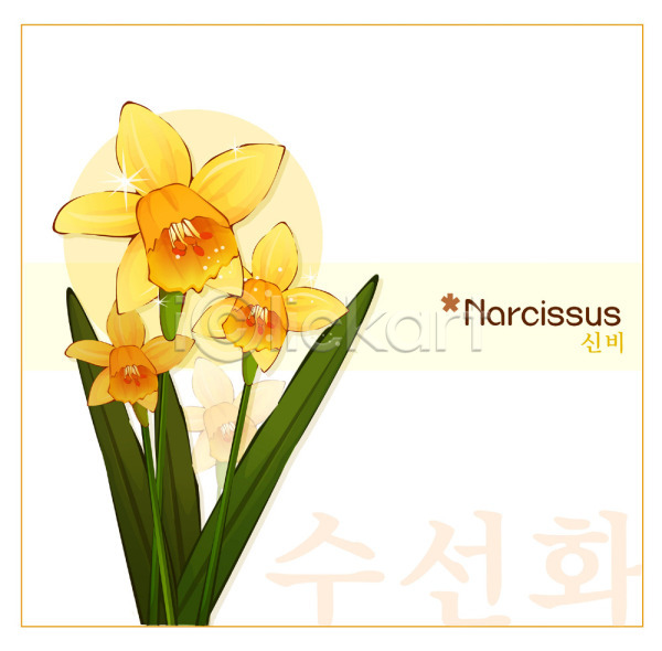 사람없음 EPS 일러스트 템플릿 겨울꽃 꽃 꽃백그라운드 노란색 백그라운드 수선화 식물 자연 컬러