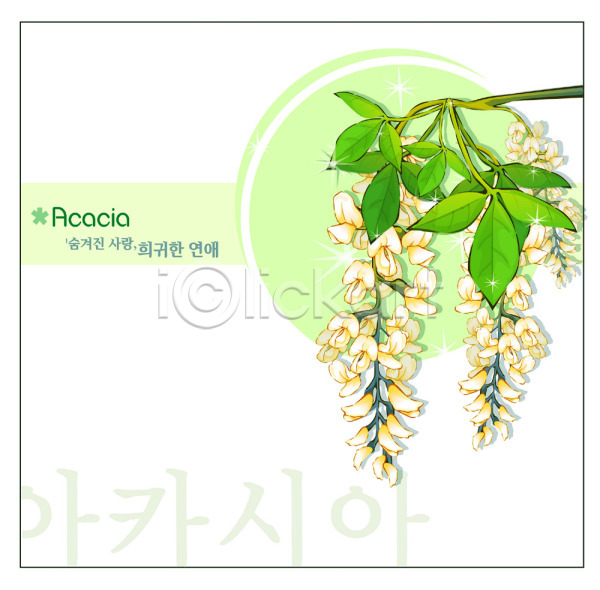 사람없음 EPS 일러스트 템플릿 꽃 꽃백그라운드 백그라운드 봄꽃 식물 아카시아 자연 흰색