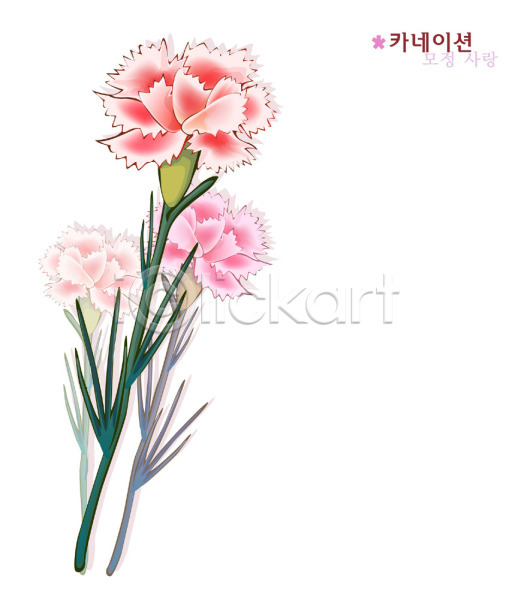 사람없음 EPS 일러스트 꽃 분홍색 식물 여름꽃 자연 카네이션