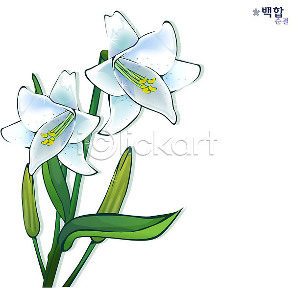 사람없음 EPS 일러스트 꽃 백합(꽃) 식물 여름꽃 자연 흰색