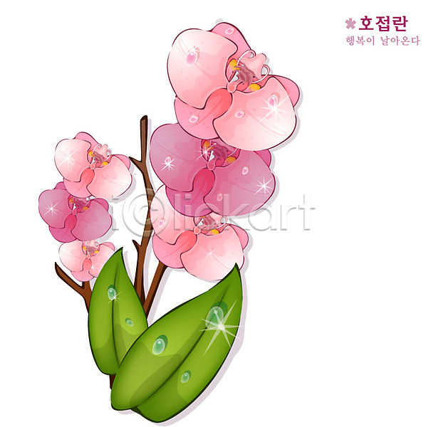사람없음 EPS 일러스트 꽃 난초 분홍색 식물 자연 호접란