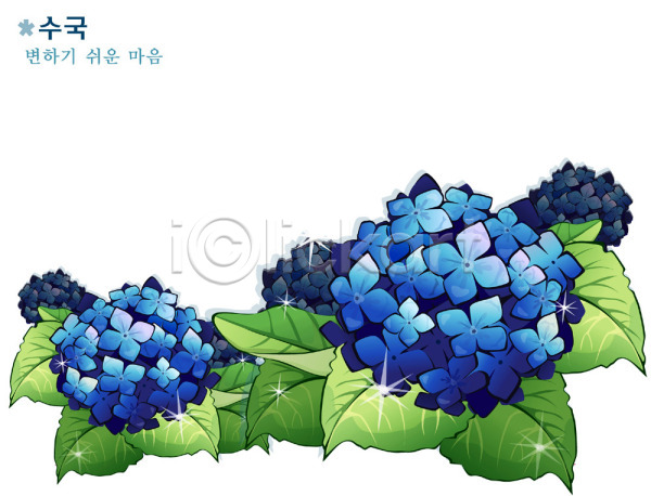 사람없음 EPS 일러스트 꽃 수국 식물 여름꽃 자연 컬러 파란색