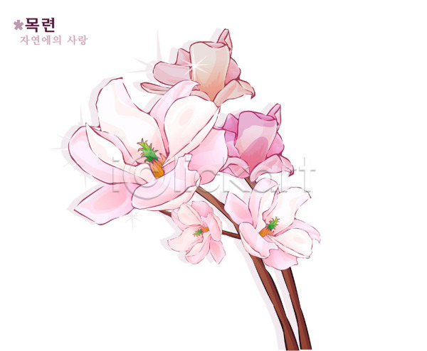사람없음 EPS 일러스트 꽃 목련 봄꽃 분홍색 식물 자연