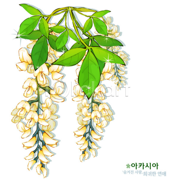 사람없음 EPS 일러스트 꽃 봄꽃 식물 아카시아 자연 흰색