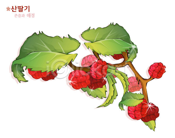 사람없음 EPS 일러스트 과일 꽃 딸기 빨간색 식물 열매 자연 컬러