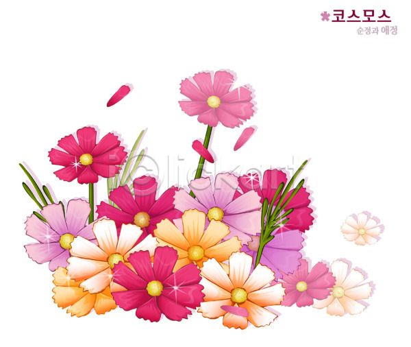 사람없음 EPS 일러스트 가을꽃 꽃 식물 자연 컬러풀 코스모스(꽃)