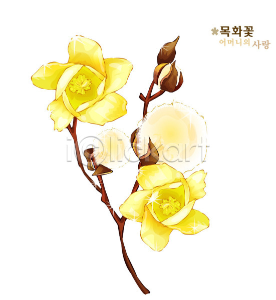 사람없음 EPS 일러스트 꽃 꽃말 노란색 목화꽃 솜 식물 여름꽃 자연 컬러