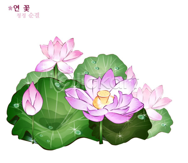 사람없음 EPS 일러스트 꽃 꽃말 분홍색 식물 여름꽃 연꽃(꽃) 자연