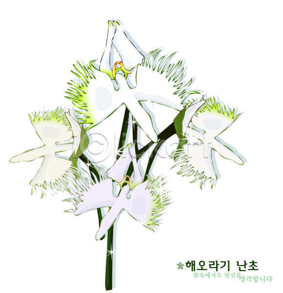 사람없음 EPS 일러스트 꽃 꽃말 난초 식물 자연 해오라비난초 흰색