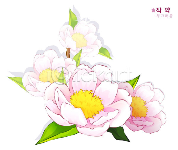 사람없음 EPS 일러스트 꽃 꽃말 백그라운드 봄꽃 분홍색 식물 자연 작약