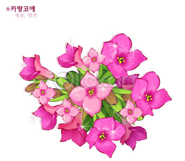 사람없음 EPS 일러스트 꽃 꽃말 분홍색 식물 자연 카랑코에