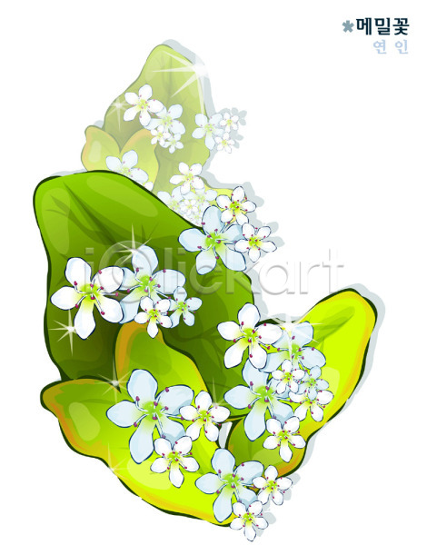 사람없음 EPS 일러스트 가을꽃 꽃 꽃말 메밀꽃 식물 자연 흰색