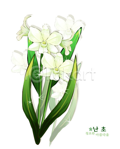 사람없음 EPS 일러스트 꽃 꽃말 난초 식물 자연 흰색