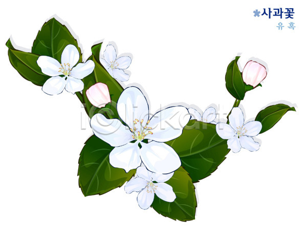 사람없음 EPS 일러스트 꽃 꽃말 사과꽃 식물 자연 흰색