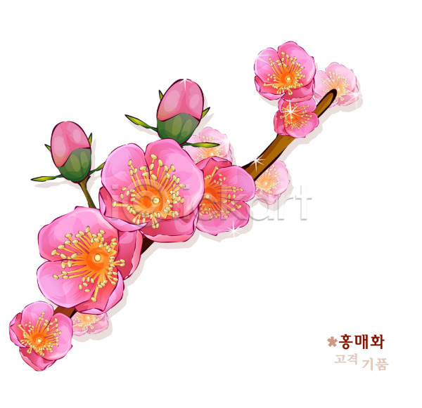 사람없음 EPS 일러스트 꽃 꽃말 매화 봄꽃 분홍색 식물 자연 홍매화