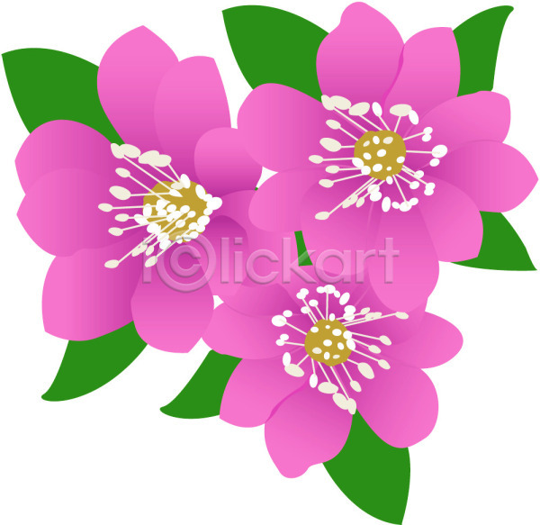 사람없음 EPS 일러스트 꽃 분홍색 세송이 식물 진달래 철쭉 컬러 클립아트
