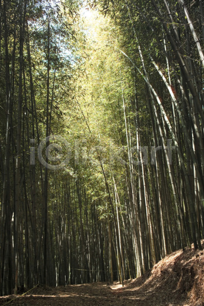 사람없음 JPG 포토 나무 대나무 대나무숲 백그라운드 식물 야외 여러그루 연두색 자연 주간 초록색 풍경(경치)