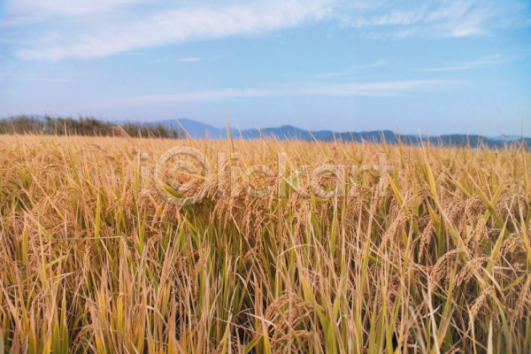 사람없음 JPG 포토 곡류 논 농사 농업 농촌 배경화면 백그라운드 벼 시골 식물 야외 자연 주간 풍경(경치) 하늘