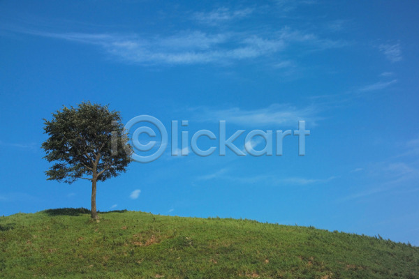 사람없음 JPG 포토 나무 백그라운드 식물 야외 언덕 자연 주간 초원(자연) 풍경(경치) 하늘 한그루