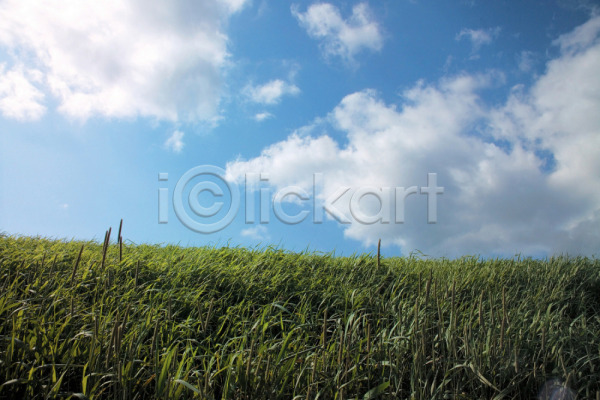 사람없음 JPG 포토 구름(자연) 밭 배경화면 백그라운드 야외 자연 잔디 주간 초원(자연) 풍경(경치) 하늘