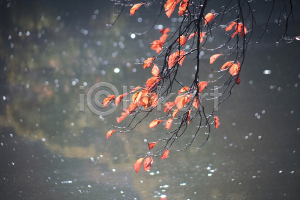 사람없음 JPG 포토 하이앵글 가을(계절) 계절 나뭇잎 물 물방울 사계절 식물 야외 자연 주간 풍경(경치) 호수
