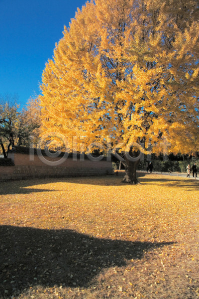 사람없음 JPG 포토 가을(계절) 건축물 계절 공원 나무 낙엽 노란색 백그라운드 사계절 식물 야외 여러그루 은행나무 자연 주간 풍경(경치) 한그루