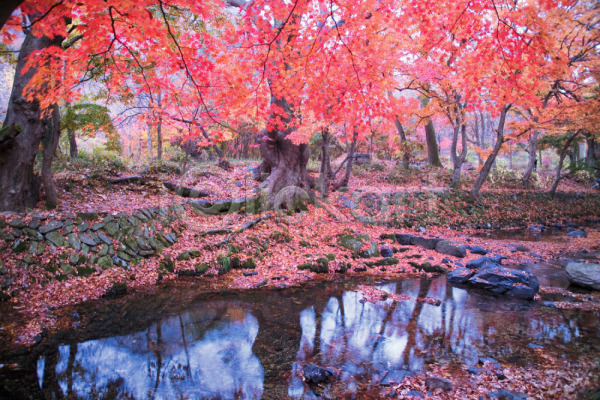 사람없음 JPG 포토 가을(계절) 계절 나무 낙엽 단풍 단풍나무 반사 백그라운드 사계절 식물 야외 여러그루 연못 자연 주간 풍경(경치)