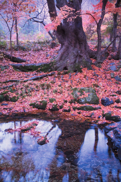 사람없음 JPG 포토 가을(계절) 계절 나무 낙엽 단풍 단풍나무 물 밑동 반사 백그라운드 뿌리 사계절 식물 야외 여러그루 연못 자연 주간 풍경(경치)