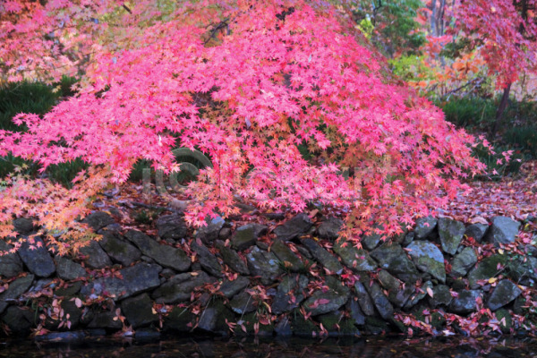 사람없음 JPG 포토 가을(계절) 계절 나무 나뭇잎 단풍 단풍나무 백그라운드 분홍색 사계절 식물 야외 여러그루 연못 자연 주간 풍경(경치)