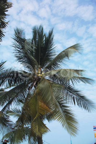 사람없음 JPG 근접촬영 로우앵글 포토 구름(자연) 나무 식물 야외 야자수 여행 자연 주간 풍경(경치) 하늘 휴가