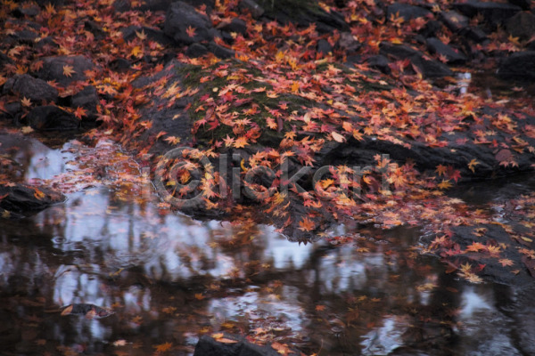 사람없음 JPG 포토 하이앵글 가을(계절) 계절 나무 나뭇잎 낙엽 단풍 단풍나무 백그라운드 사계절 식물 야외 연못 자연 주간 풍경(경치)