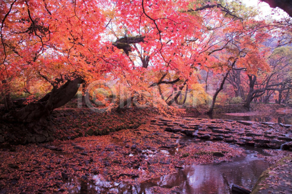 사람없음 JPG 포토 가을(계절) 계절 나무 나뭇잎 낙엽 단풍 단풍나무 백그라운드 사계절 식물 야외 여러그루 연못 자연 주간 풍경(경치)