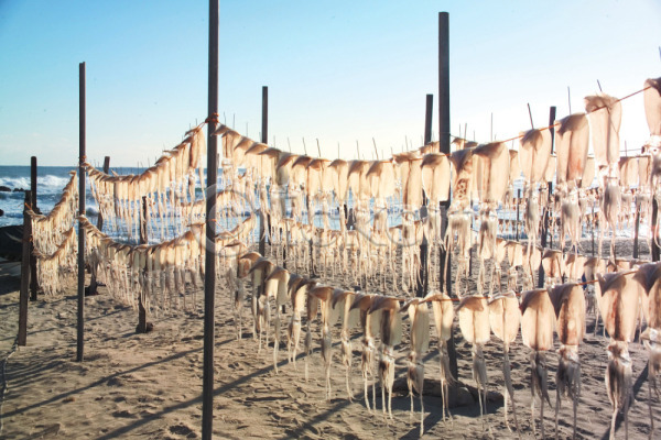 사람없음 JPG 포토 건어물 동물 모래 바다 산업 야외 어업 어촌 연체동물 오징어 자연 주간 풍경(경치) 해변