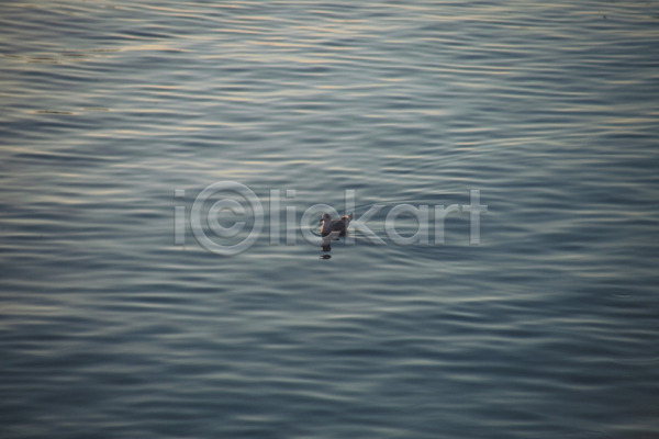 사람없음 JPG 포토 하이앵글 동물 바다 야외 오리 자연 조류 주간 척추동물 풍경(경치) 해변