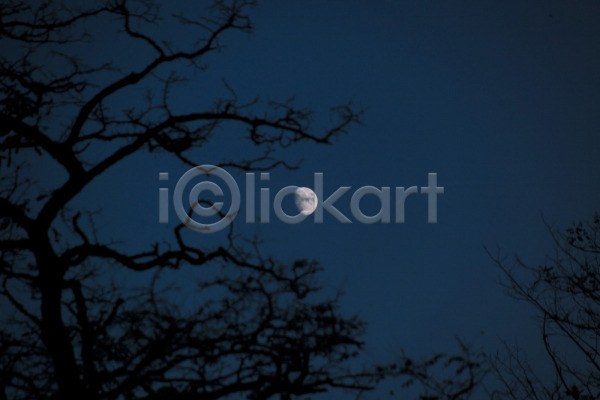 사람없음 JPG 포토 겨울 계절 나무 나뭇가지 달 백그라운드 야간 야외 풍경(경치) 하늘