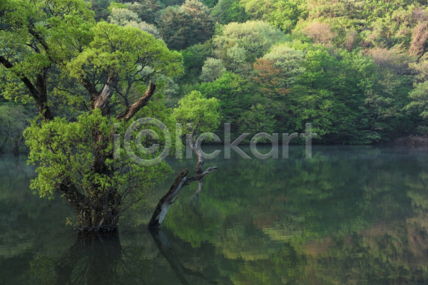 사람없음 JPG 포토 강 계절 나무 백그라운드 사계절 산 식물 야외 여러그루 여름(계절) 연두색 자연 주간 초록색 풍경(경치) 호수