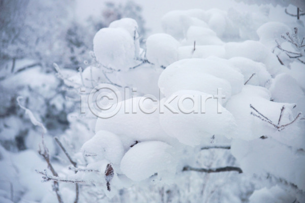 사람없음 JPG 근접촬영 포토 겨울 계절 눈(날씨) 배경화면 백그라운드 사계절 설경 숲 야외 자연 자연요소 주간 풍경(경치)