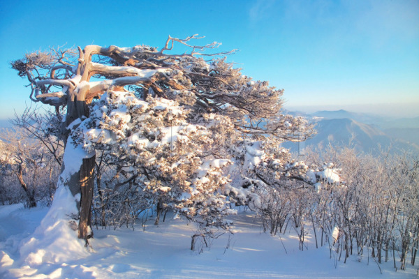 사람없음 JPG 포토 겨울 겨울산 나무 백그라운드 사계절 산 설경 식물 야외 여러그루 자연 자연현상 주간 풍경(경치) 하늘