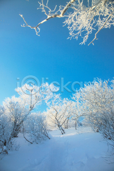 사람없음 JPG 포토 겨울 계절 나무 눈(날씨) 눈꽃 배경화면 백그라운드 사계절 산 설경 식물 야외 여러그루 자연 자연현상 주간 풍경(경치) 하늘