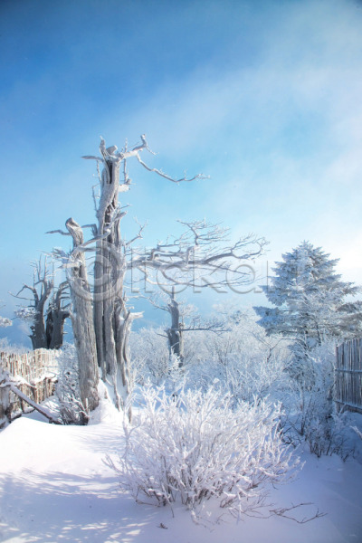 사람없음 JPG 포토 겨울 계절 나무 눈(날씨) 눈꽃 배경화면 백그라운드 사계절 산 설경 식물 야외 여러그루 자연요소 자연현상 주간 풍경(경치) 흰색