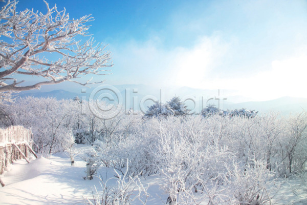 사람없음 JPG 포토 겨울 계절 나무 눈(날씨) 눈꽃 사계절 설경 야외 자연 자연현상 주간 초원(자연) 풍경(경치) 하늘