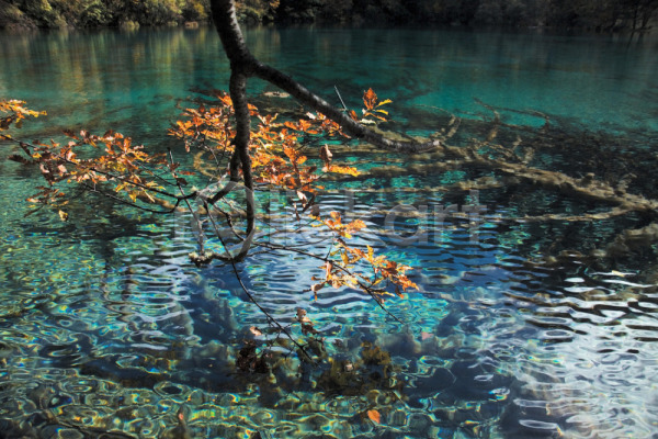 사람없음 JPG 포토 가을(계절) 계절 나무 반사 백그라운드 사계절 산 수면 숲 야외 자연 주간 풍경(경치) 호수