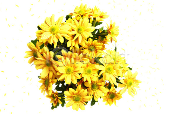 사람없음 JPG 포토 가을꽃 국화 꽃 노란색 백그라운드 소국 스튜디오촬영 식물 여러송이 자연