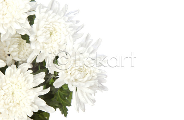 사람없음 JPG 포토 가을꽃 국화 꽃 백그라운드 스튜디오촬영 식물 여러송이 자연 흰색