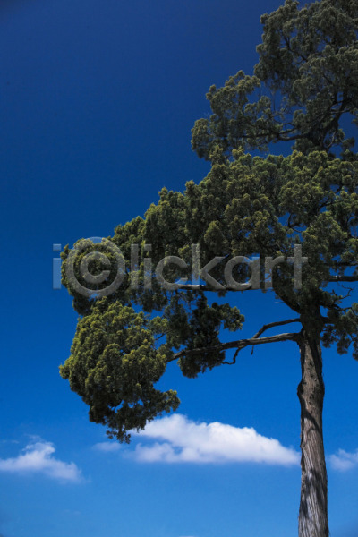 사람없음 JPG 근접촬영 포토 구름(자연) 나무 식물 야외 자연 주간 풍경(경치) 하늘 한그루